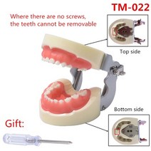 레진 훈련 typodont tooth model for dental engineer practice teaching gum teeth jaw model dental 누렁니 미백, 아이 치아 모델