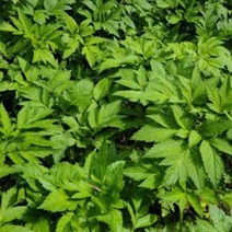 산나물 누리대 누룩치 나물 씨앗 품종 식물 종자 20립, 본상품선택