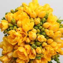 생화 프리지아 후리지아 꽃선물 꽃배달 봄꽃, 노랑