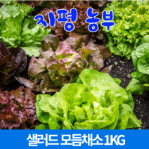 양주농부 모듬채소 20종 클로렐라 쌈채소 유러피안 샐러드 야채 600g-1kg, 1박스, 클로렐라쌈채소 600g