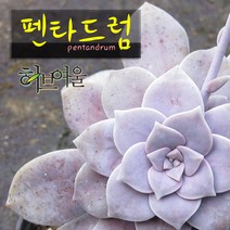 허브여울다육 펜타드럼(펜타돔/슈퍼붐) 지름 9cm 소품 다육화분, 1개