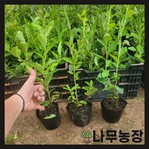 (나무농장) 블루베리나무 2년생포트 ( 챈들러 )
