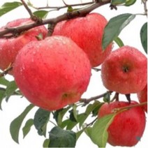 강원도 영월 동강애사과 꿀부사사과 10kg 38-40과 고랭지사과, 상세페이지 참조, 상세페이지 참조
