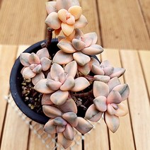 살구미인금 다육이 키우기 예쁜 다유기 다육식물1목7두-80, 단품