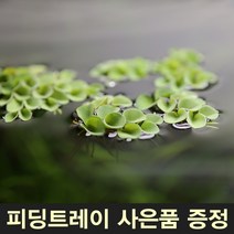 부상수초 살비니아쿠쿠라타 [5뿌리] 부상수초홀더 어항부상수초 구피부상수초