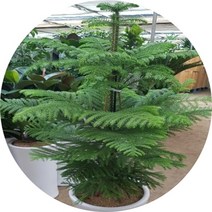 아라우카리아 호주삼나무, 1개