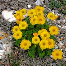 [초화]옥살리스(사랑초)-로바타(진노랑)