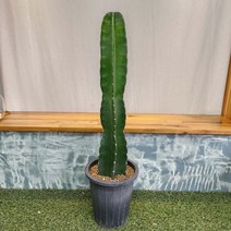 무지개정원 귀면각 선인장 60-80cm (기둥선인장 오각주 육각주 측성각 백운각), 1개