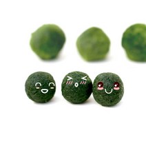 가훼하우스 [일본마리모 마리모 모스볼 애완식물]일본정품마리모(식물)