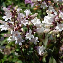 팬스테몬 허스커 레드 스트레인 자엽 포트묘 묘 1개 화분