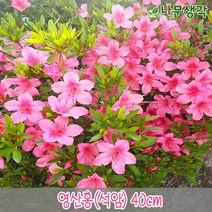 착한가격 나무생각 / 철쭉모음 / 30cm/40cm / 5주묶음, 주, 영산홍(석암) 40cm 5주묶음