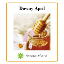 네이처메이트 프래그런스 오일 100mL 디퓨저 캔들 향수 석고 방향제 만들기 DIY 재료, Downy April 다우니에이프릴