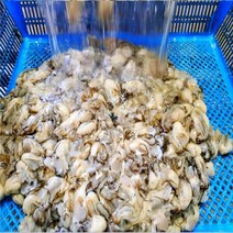 굴제철 통영 굴 굴보쌈김치 무침 생굴1kg, 통영 생굴 1KG, 1개