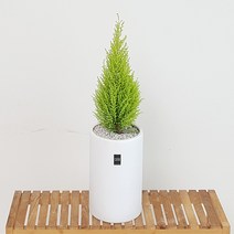 햇살농장 중대형 공기정화 식물 화분, 율마, 1개, 1개