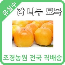 대한조경농원 감 나무 묘목 (1년생 5주묶음) [대봉 왕대봉 둥시 차량 단감 태추 청도반시], 대봉