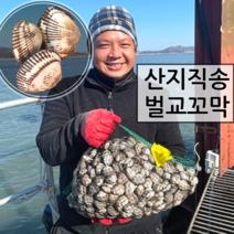 [산지직송] 남해안 벌교 살이 꽉찬 제철 새꼬막 상사이즈 깨끗하고 싱싱한 생물 꼬막 손질꼬막무침, 손질꼬막무침(양념) x 3EA