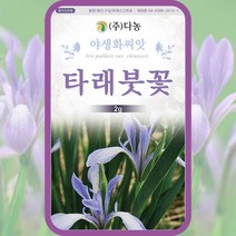 타래붓꽃 씨앗 아이리스 종자 2g 꽃씨 몰 봄 여름 가을 겨울 다년생 월동 꽃씨앗, 단품
