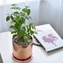해피트리 녹보수 공기정화 식물 화분