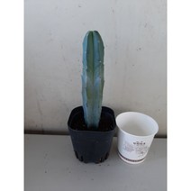 [근이네식물원]용신목
