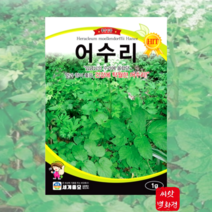 어수리 씨앗 50립 채소씨앗/ 토종 나물 종자 봄 여름 가을 겨울 파종 작물 채소씨, 1개