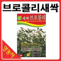 새싹브로콜리씨앗- 브로콜리싹 브로콜리씨앗 새싹채소 새싹씨앗 학습용 실험용 사계절 재배가능, 베이비청오크