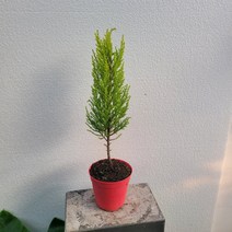 핫도그 수형 외목대 율마 중소품 25-40cm 49