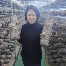 사랑이네농장 깨끗한 바른먹거리 배지재배 생표고버섯 kg 농장직송 연중무휴, 파지-기형작은사이즈