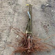배나무 묘목 신고배 2년생 500그람대과종