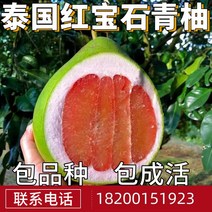 자개보석함 루비 청유묘대토남 북방 마당 빅과일 묘목분재 붙이기 유자 묘목 현재 연도 결과, T02-3년 모종 가방 택배, C01-70cm포함-79cm포함