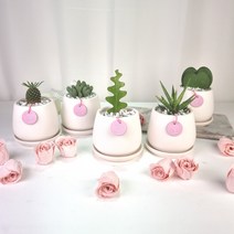 파인애플을 닮은 다육이 괴마옥 화분set - 집들이 생일 사무실 승진, 축전, 네 발 도자기화분 (화이트) - 화분받침 포함, 1개