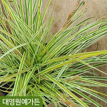 상록사초 2종 - 백록담 에베레스트 무늬사초 그라스 포트, 01. 백록담 9치포트