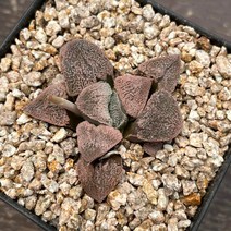 하월시아 분설 묵은둥이 희귀 식물 공기정화, 1개