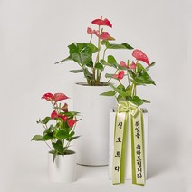 안스리움 인테리어 플랜테리어 전시회 가게 오픈 개업 축하 화분 선물 [3SIZE], 대형, 몬스테라, 화이트원형