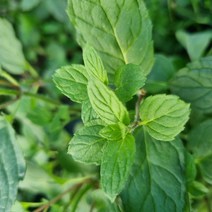 안산팜 허브 생잎 애플민트 스피아민트 페파민트 데코 모히토 겸용, 1박스, 스피아민트100g