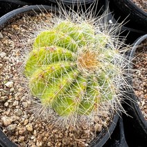 [올식스] 수박선인장 묵은둥이 랜덤 상처 있어요. 다육식물 다육이키우기 실내공기정화식물 예쁜선인장화분