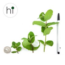 [허브아이] 애플민트 [작은잎 큰잎 길고 큰잎], 30g