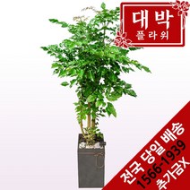 대박플라워 녹보수(대박나무) 개업화분 집들이 인테리어 공기정화식물 관엽식물 꽃배달