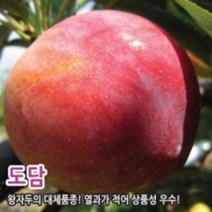 자두나무 조생왕자두 추희 도담 대흥포 왕피자두 로사 바이오체리 접목 1년생, 조생왕자두(자가수정)