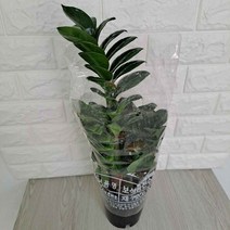 KQQ322270보석금전수(중) 금전나무 실내공기정화식물 공기청정식물