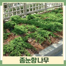 향나무 묘목 좀눈향 삽목2년생 뿌리묘 5개