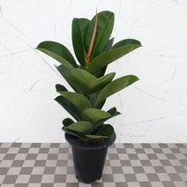 도희씨네 정원>> 기본중에 기본 인도고무 1자 120″ class=”wr-img”></a></div></p></div></p></div></p></div><div class=