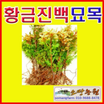 (G소망)황금진백묘목(삽목2년생) 10그루