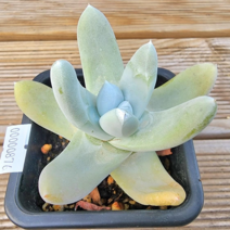 (숙이네다육이야기)876-파키피덤 청정 남해 화분과 함께 배송