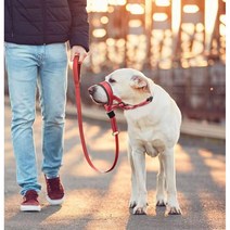 젠틀리더 소형견 중형견 대형견 입마개 (세이프티 스트랩 포함), 오렌지, S