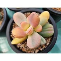 다육세상 다육이 방울복랑금