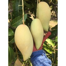 [백화점 납품]항공수입 18brix 프리미엄 태국망고 2.5kg 5kg 남독마이 골드 망고선물 심콩푸드, 1개