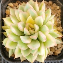 한아름 다육이 시리즈 베란다 다육식물, 3번 메비나금, 1개