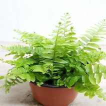 행복한꽃순이 보스톤고사리(소품)