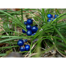 서울농원묘목/소엽맥문동 모종 애란 화초주변 식재용 잔디대용 정원 화단 가드닝, 애란 (소엽맥문동) 비닐포트묘