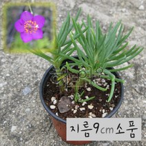 초화화 (노지월동 야생화) 지름 9cm 소품화분 (상토